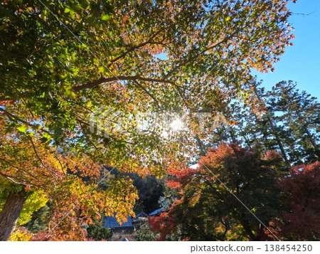 Autumn leaves of Kamakura Autumn leaves of Kamakura 138454250