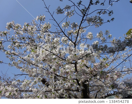 Cherry blossoms in full bloom shining in the blue sky Cherry blossoms in full bloom shining in the blue sky 138454278