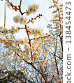 Sakura flower blossoms, beauty, new beginnings, cherry, spring, nature 138454473