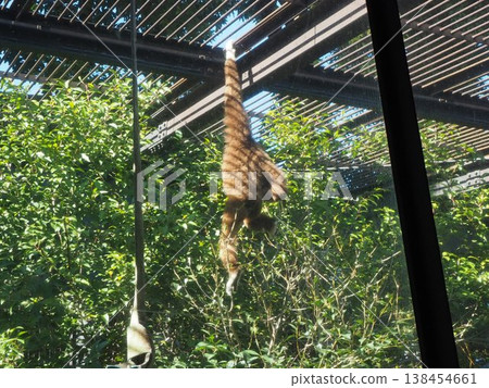 A white-handed gibbon moves around by hanging from one hand in its enclosure at Ueno Zoo. A white-handed gibbon moves around by hanging from one hand in its enclosure at Ueno Zoo. 138454661
