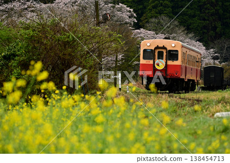 A Kominato Railway train running through a field of rapeseed flowers in spring. 138454713