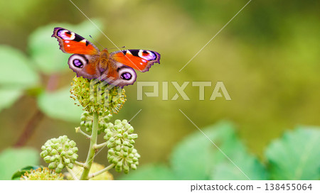Peacock butterfly resting on green flower during a sunny day in a garden Peacock butterfly resting on green flower during a sunny day in a garden 138455064