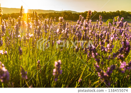 Lavender field at sunrise light. Summer landscape in Provence France Lavender field at sunrise light. Summer landscape in Provence France 138455074