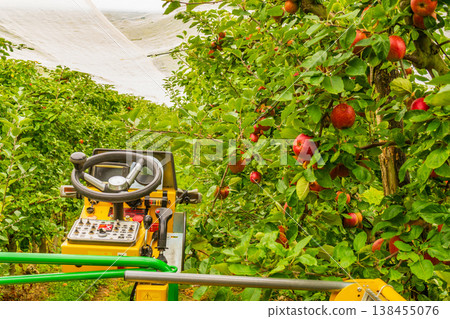 Harvesting of ripe fresh apples on a plantation. A machine is in use to pick fruits. Harvesting of ripe fresh apples on a plantation. A machine is in use to pick fruits. 138455076