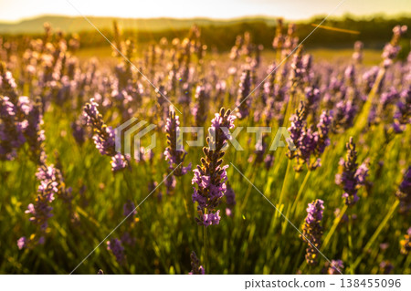Lavender field in bloom in Provence France 138455096