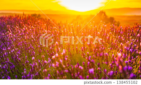 Lavender field at sunset light Lavender field at sunset light 138455102