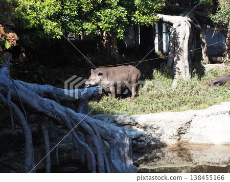 在位於上野動物園的圍欄裡,美洲貘站在水邊。 在位於上野動物園的圍欄裡,美洲貘站在水邊。 138455166