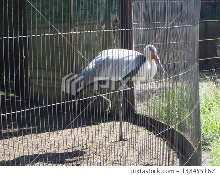 上野動物園圍欄內，一隻鶴單腳站立。 138455167