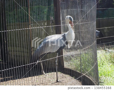 Two ornamental cranes standing on one leg in the enclosure at Ueno Zoo. Two ornamental cranes standing on one leg in the enclosure at Ueno Zoo. 138455168