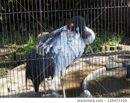 A black-necked crane preens its feathers while standing on one leg in the enclosure at Ueno Zoo. 138455169