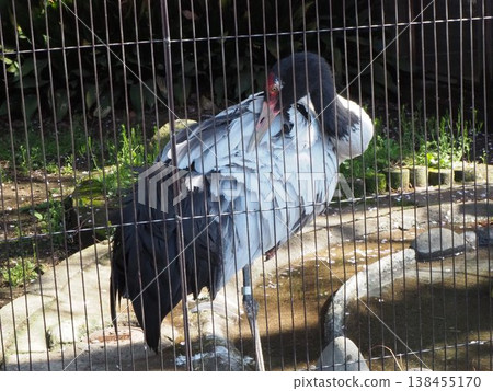 Two black-necked cranes preen their feathers while standing on one leg in the enclosure at Ueno Zoo. Two black-necked cranes preen their feathers while standing on one leg in the enclosure at Ueno Zoo. 138455170