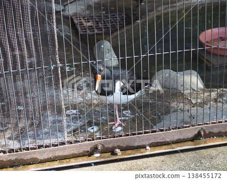 Two oystercatchers, characterized by their orange beaks, stand in their enclosure at Ueno Zoo. Two oystercatchers, characterized by their orange beaks, stand in their enclosure at Ueno Zoo. 138455172