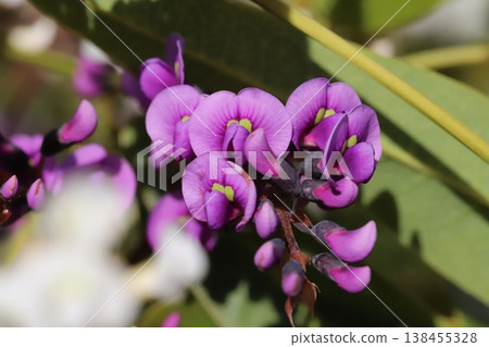 Pink Hardenbergia flowers blooming in the early spring garden Pink Hardenbergia flowers blooming in the early spring garden 138455328