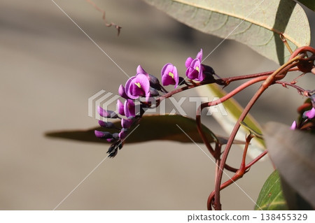 Pink Hardenbergia flowers blooming in the early spring garden Pink Hardenbergia flowers blooming in the early spring garden 138455329