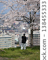 Cherry blossoms overlooking the town 138455333