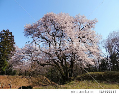 Ujikuni Cherry Tree (Edohigan Cherry) Ujikuni Cherry Tree (Edohigan Cherry) 138455341