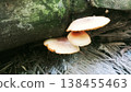 Close-up shot of small wild mushrooms thriving in a damp, shaded environment, highlighting natural growth and ecosystem details. 138455463
