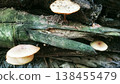 Close up view of wild mushrooms thriving on a decaying log, showcasing the intricate beauty of forest fungi and natural decomposition in a vibrant woodland environment. 138455479