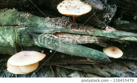 Close up view of wild mushrooms thriving on a decaying log, showcasing the intricate beauty of forest fungi and natural decomposition in a vibrant woodland environment. Close up view of wild mushrooms thriving on a decaying log, showcasing the intricate beauty of forest fungi and natural decomposition in a vibrant woodland environment. 138455479