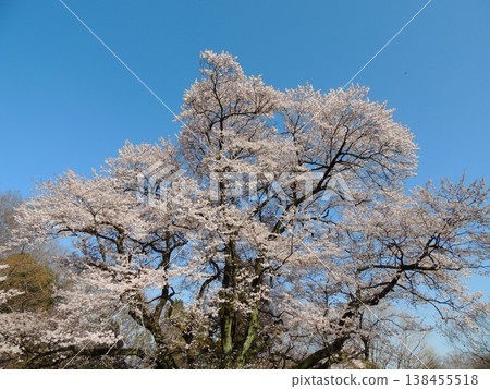 Ujikuni Cherry Tree (Edohigan Cherry) Ujikuni Cherry Tree (Edohigan Cherry) 138455518