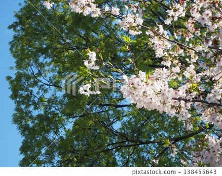 A scene of cherry blossoms in full bloom and fresh greenery in the grounds of Ueno Zoo (Part 2) 138455643