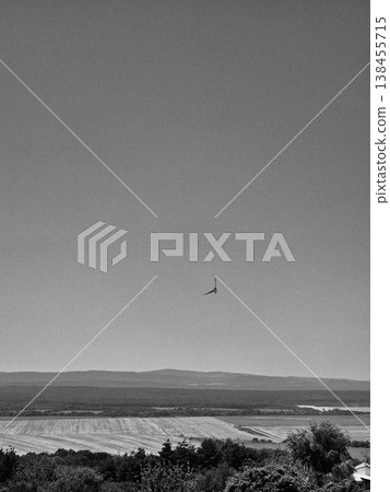 falcon flying over field and sea. black and white photo 138455715