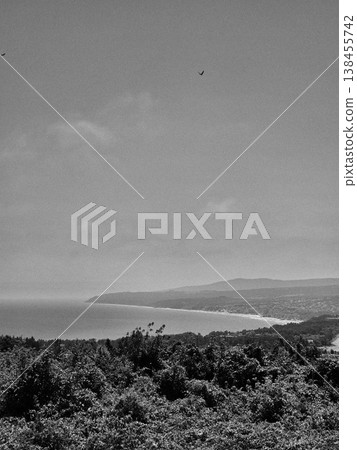 falcon flying over field and sea. black and white photo falcon flying over field and sea. black and white photo 138455742