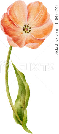 Open coral watercolor tulip painted by hand Open coral watercolor tulip painted by hand 138455745