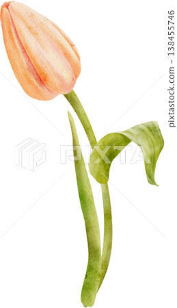 coral watercolor tulip bud painted by hand coral watercolor tulip bud painted by hand 138455746