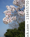 Cherry blossoms in full bloom shining in the blue sky 138455750