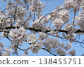 Sakura that shines in the blue sky 138455751