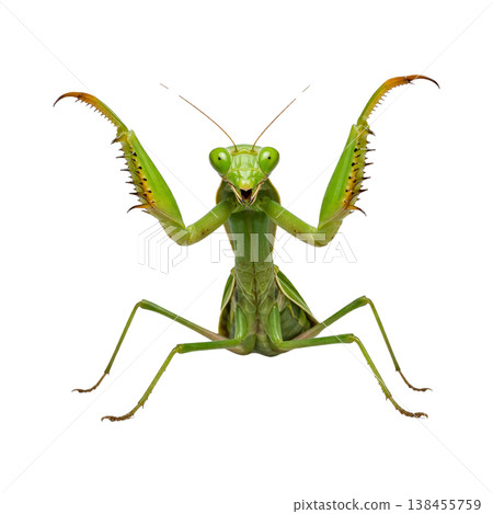 一張綠色螳螂在白色背景下擺出威脅姿勢的特寫微距照片。 一張綠色螳螂在白色背景下擺出威脅姿勢的特寫微距照片。 138455759