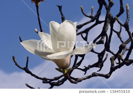 玉蘭玉蘭花 玉蘭玉蘭花 138455810