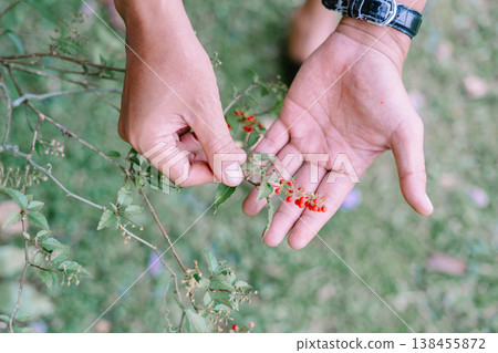 Close Up of Hands Holding Wild Plant with Red Berries Close Up of Hands Holding Wild Plant with Red Berries 138455872