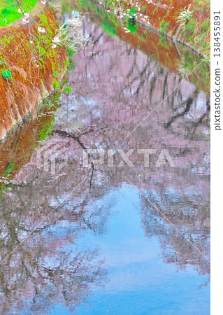 Cherry blossom trees reflected on the river surface - Senbonzakura, Yamato City Cherry blossom trees reflected on the river surface - Senbonzakura, Yamato City 138455891