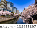 Cherry blossoms along the Meguro River and office buildings 138455897