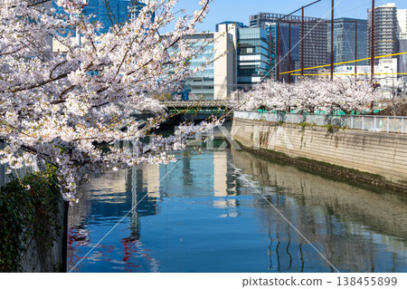 Cherry blossoms along the Meguro River and office buildings Cherry blossoms along the Meguro River and office buildings 138455899
