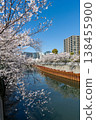 Cherry blossoms along the Meguro River and office buildings 138455900