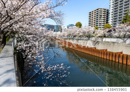 目黑川沿岸和辦公大樓的櫻花 目黑川沿岸和辦公大樓的櫻花 138455901