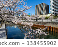 Cherry blossoms along the Meguro River and office buildings 138455902