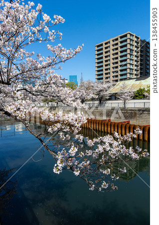 目黑川沿岸和辦公大樓的櫻花 目黑川沿岸和辦公大樓的櫻花 138455903