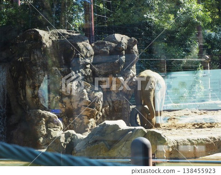 在上野動物園的圍欄裡,亞洲像用鼻子玩輪胎。 在上野動物園的圍欄裡,亞洲像用鼻子玩輪胎。 138455923