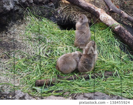 三隻土撥鼠聚集在上野動物園展區的草地上。 138455924