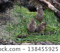 Three prairie dogs gathered together on the grass in the exhibit area of Ueno Zoo. 138455925