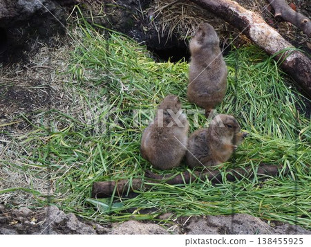 三隻土撥鼠聚集在上野動物園展區的草地上。 138455925