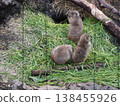 Three prairie dogs gathered together on the grass in the exhibit area of Ueno Zoo. 138455926