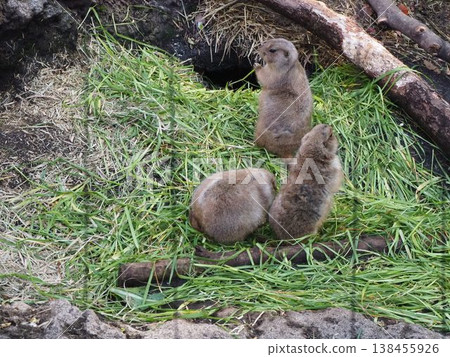 Three prairie dogs gathered together on the grass in the exhibit area of Ueno Zoo. 138455926