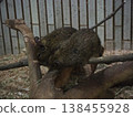 Two degus perched on a tree in the dimly lit indoor exhibit area of the Small Mammal House at Ueno Zoo. 138455928