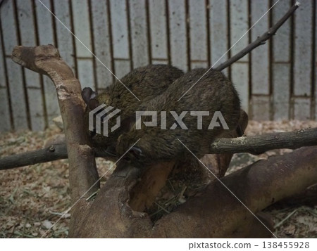 Two degus perched on a tree in the dimly lit indoor exhibit area of the Small Mammal House at Ueno Zoo. Two degus perched on a tree in the dimly lit indoor exhibit area of the Small Mammal House at Ueno Zoo. 138455928
