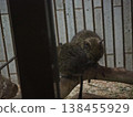 Two degus perched on a tree in the dimly lit indoor exhibit area of the Small Mammal House at Ueno Zoo. 138455929
